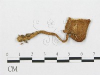 登錄號:F0011389藏品圖，第1張