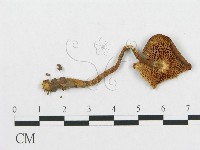 登錄號:F0011389藏品圖，第4張