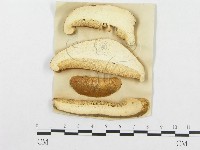 登錄號:F0011390藏品圖，第5張