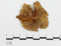 登錄號:F0011395藏品圖，第1張