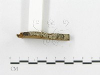 登錄號:F0011396藏品圖，第4張