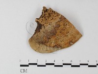 登錄號:F0011398藏品圖，第4張