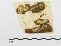 登錄號:F0011399藏品圖，第1張