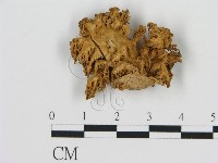 登錄號:F0011400藏品圖，第1張