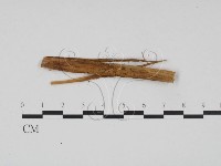 登錄號:F0011404藏品圖，第1張