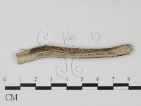 登錄號:F0011405藏品圖，第3張