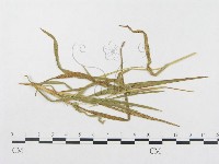 登錄號:F0011410藏品圖，第1張