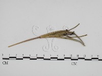 登錄號:F0011411藏品圖，第3張