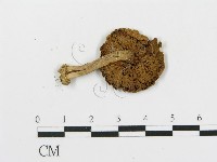 登錄號:F0011413藏品圖，第1張