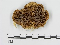 登錄號:F0011415藏品圖，第1張