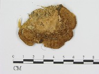 登錄號:F0011415藏品圖，第3張