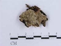 登錄號:F0011416藏品圖，第1張