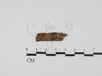 登錄號:F0011435藏品圖，第1張