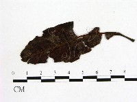 登錄號:F0011439藏品圖，第3張