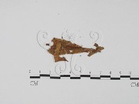 登錄號:F0011441藏品圖，第3張
