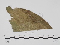 登錄號:F0011443藏品圖，第3張