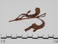 登錄號:F0011448藏品圖，第1張