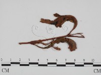 登錄號:F0011448藏品圖，第3張
