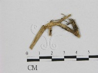 登錄號:F0011449藏品圖，第1張