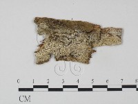 登錄號:F0011454藏品圖，第1張