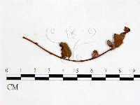 登錄號:F0011457藏品圖，第1張