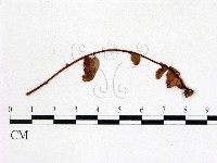 登錄號:F0011457藏品圖，第3張