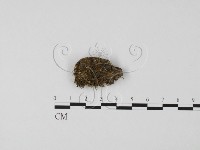 登錄號:F0011459藏品圖，第1張