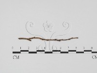 登錄號:F0011461藏品圖，第1張