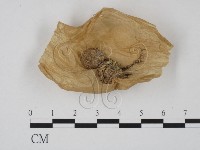 登錄號:F0011475藏品圖，第1張