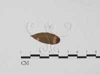 登錄號:F0011483藏品圖，第1張
