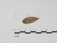 登錄號:F0011483藏品圖，第3張
