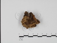 登錄號:F0011488藏品圖，第1張