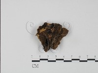 登錄號:F0011488藏品圖，第3張