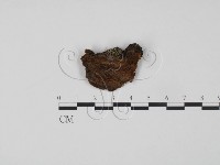 登錄號:F0011489藏品圖，第3張