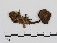 登錄號:F0011492藏品圖，第1張