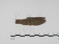 登錄號:F0011495藏品圖，第1張