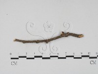 登錄號:F0011496藏品圖，第1張