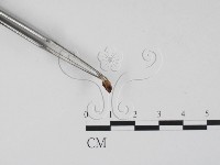 登錄號:F0011511藏品圖，第3張