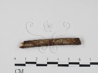 登錄號:F0011516藏品圖，第1張