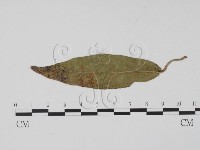 登錄號:F0011517藏品圖，第3張