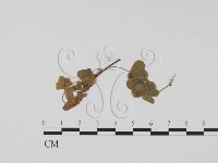 登錄號:F0011523藏品圖，第1張