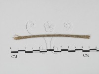 登錄號:F0011528藏品圖，第1張