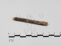 登錄號:F0011531藏品圖，第3張