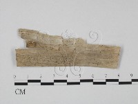 登錄號:F0011532藏品圖，第1張