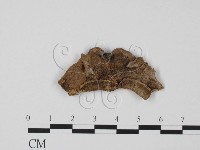 登錄號:F0011534藏品圖，第3張