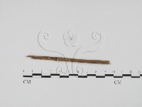 登錄號:F0011536藏品圖，第3張