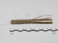 登錄號:F0011537藏品圖，第1張