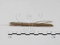 登錄號:F0011537藏品圖，第3張