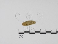 登錄號:F0011538藏品圖，第1張