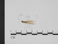 登錄號:F0011545藏品圖，第1張